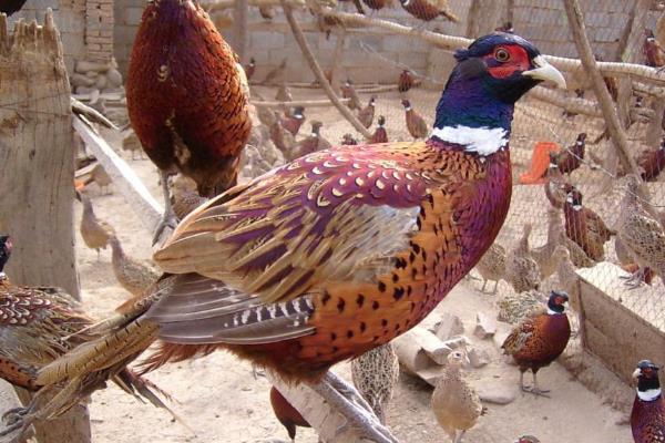 山雞蛋的孵化需要注意什么