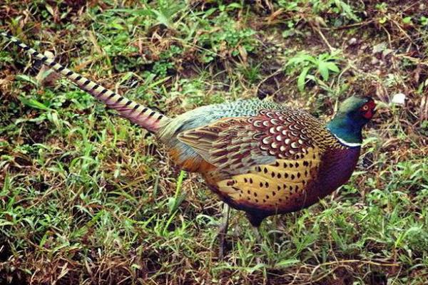 山雞蛋的孵化需要注意什么