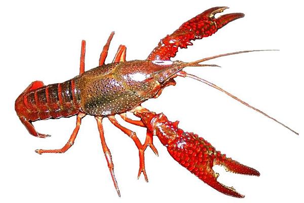 入冬后稻田養殖淡水小龍蝦的五要點