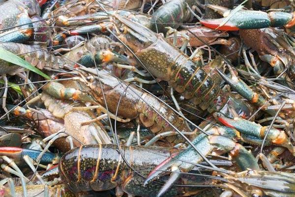 入冬后稻田養殖淡水小龍蝦的五要點