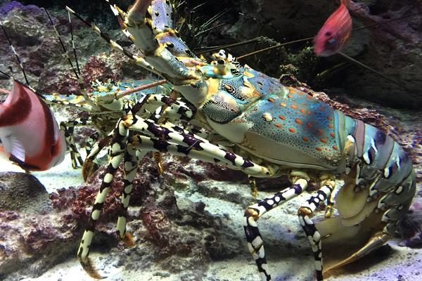 入冬后稻田養殖淡水小龍蝦的五要點
