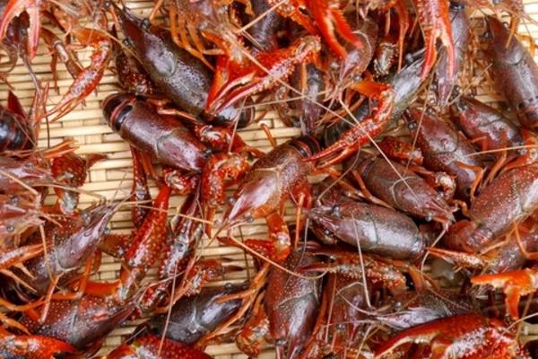 入冬后稻田養殖淡水小龍蝦的五要點