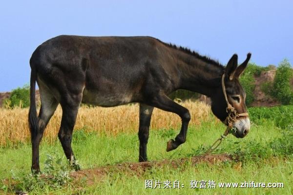 養(yǎng)驢項(xiàng)目前景分析