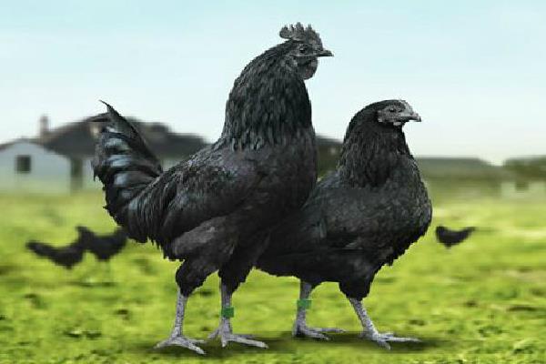 養1000只綠殼蛋雞能賺多少錢？養綠殼蛋雞的成本和利潤