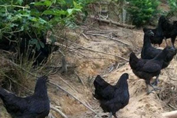 養1000只綠殼蛋雞能賺多少錢？養綠殼蛋雞的成本和利潤