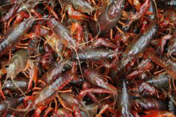 小龍蝦養(yǎng)殖技術(shù)