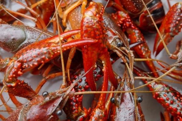 小龍蝦養(yǎng)殖技術(shù)