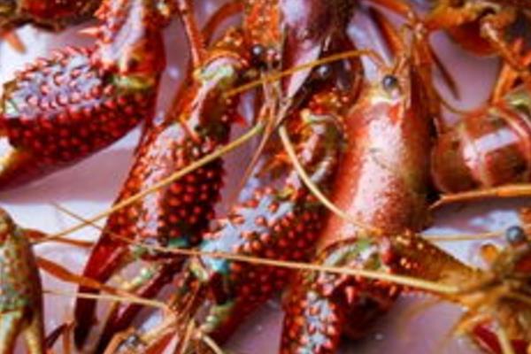 小龍蝦養(yǎng)殖技術(shù)