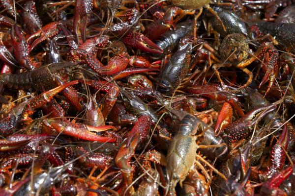 小龍蝦養(yǎng)殖技術(shù)