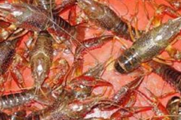 小龍蝦養(yǎng)殖技術(shù)