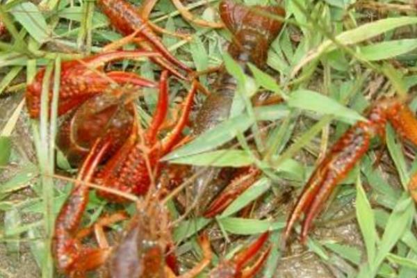 小龍蝦養(yǎng)殖技術(shù)