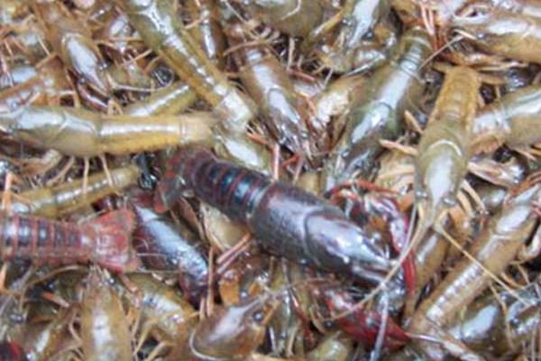 養蝦需要哪些條件