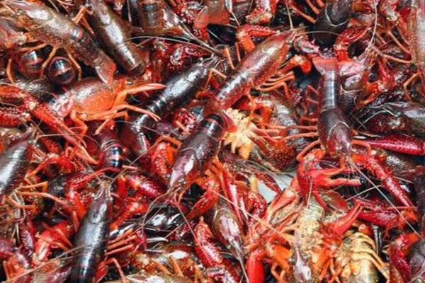 養蝦需要哪些條件