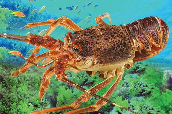 養蝦需要哪些條件