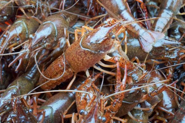 養蝦需要哪些條件