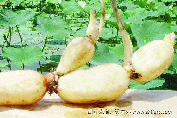 2018種蓮藕賺錢嗎？蓮藕種植的利潤與投資成本及前景預測