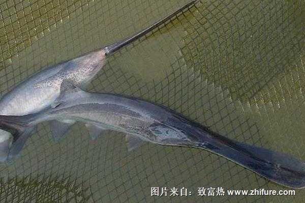 鴨嘴魚成魚池塘養殖需要注意哪些事項