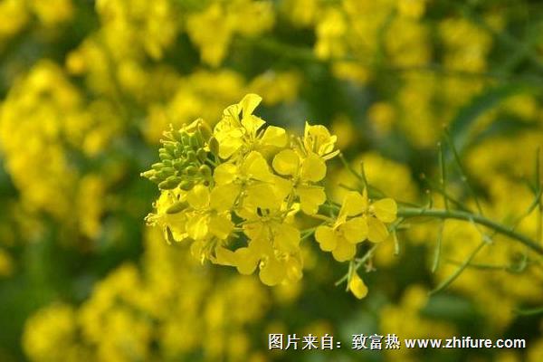 2018種油菜賺錢嗎？油菜種植的利潤與投資成本及前景預測