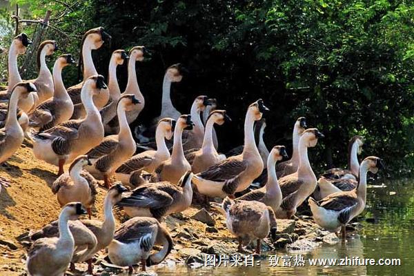 養(yǎng)鵝驅(qū)蛇