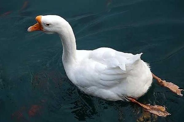 養(yǎng)鵝驅(qū)蛇