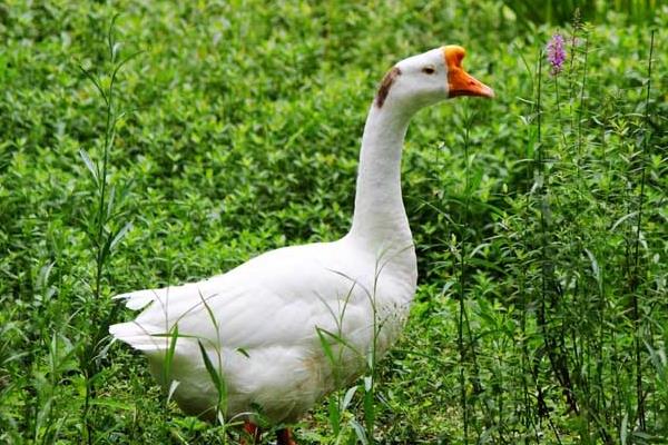 養(yǎng)鵝驅(qū)蛇