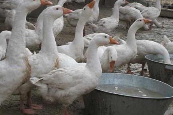 養(yǎng)鵝驅(qū)蛇