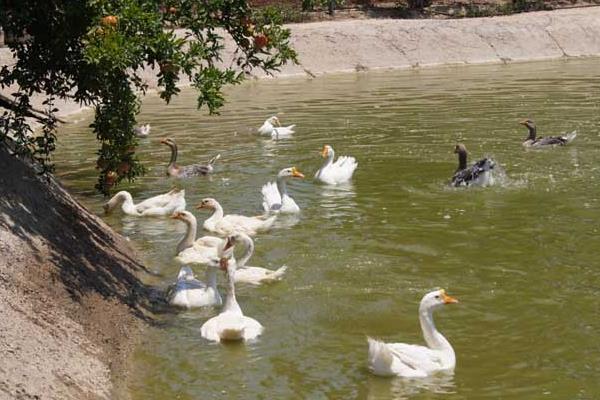 養(yǎng)鵝驅(qū)蛇