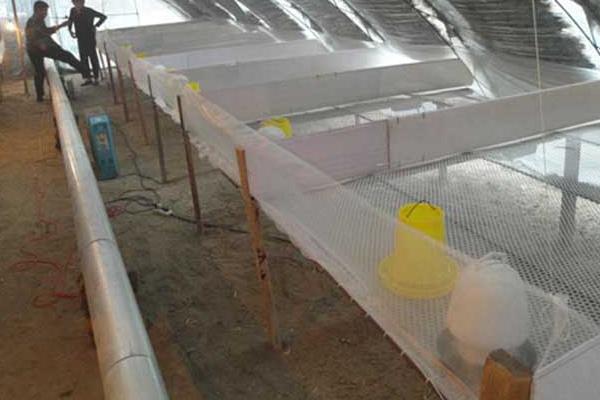 養(yǎng)鵝驅(qū)蛇