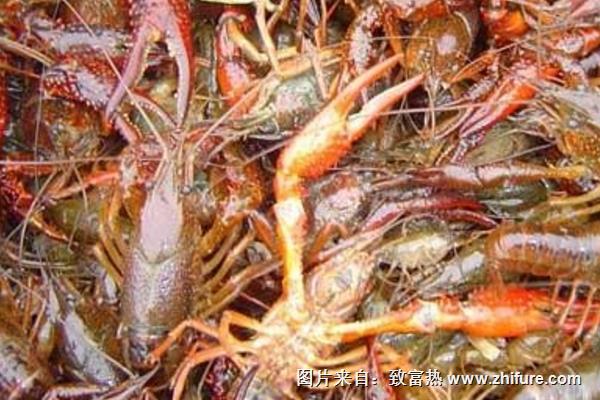 養(yǎng)蝦需要哪些條件