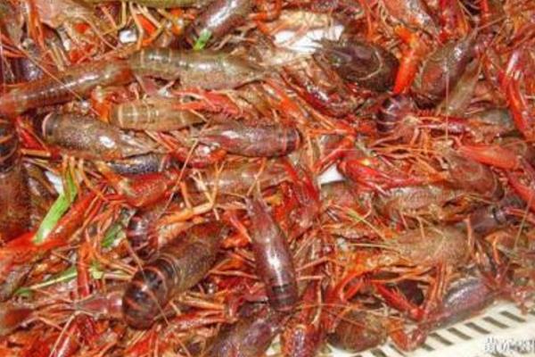 養蝦需要哪些條件