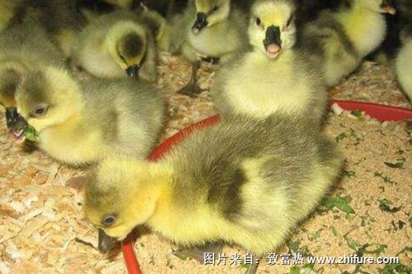 鵝苗養殖最適宜溫度