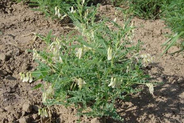 林下種植黃芪經(jīng)濟(jì)效益可觀