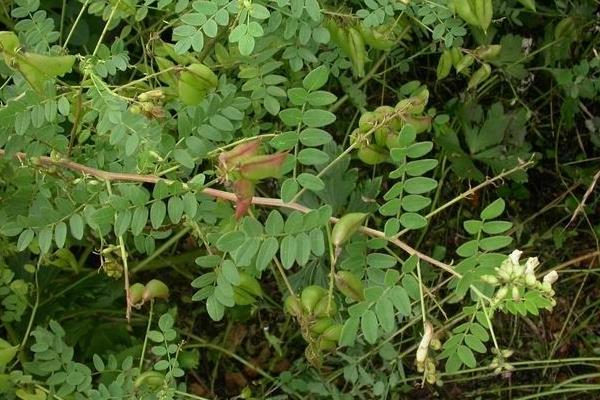 林下種植黃芪經(jīng)濟(jì)效益可觀