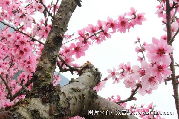 桃樹的栽培技術