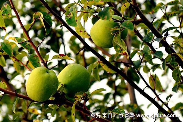 川木瓜和木瓜一樣嗎