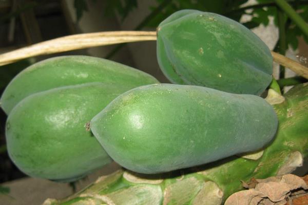 青木瓜是沒熟的木瓜嗎