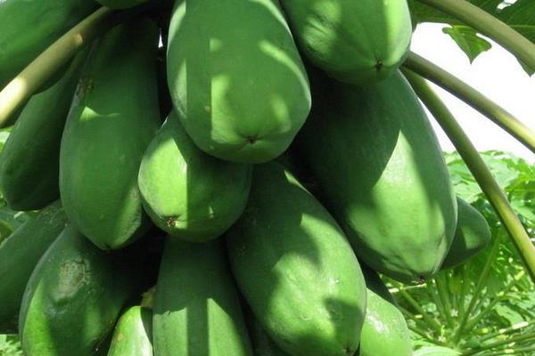 青木瓜是沒熟的木瓜嗎