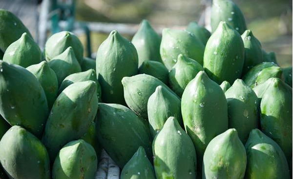 青木瓜是沒熟的木瓜嗎