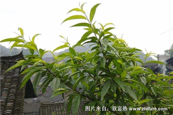 桃樹流膠病的防治方法