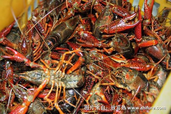 海水養(yǎng)蝦技術(shù)