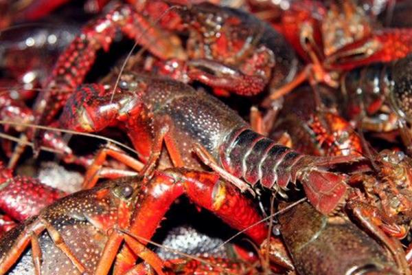 海水養(yǎng)蝦技術(shù)