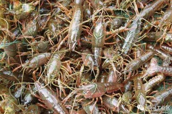 海水養(yǎng)蝦技術(shù)