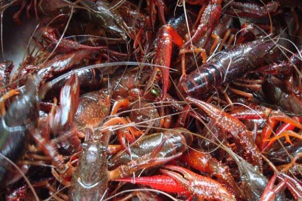 海水養(yǎng)蝦技術(shù)