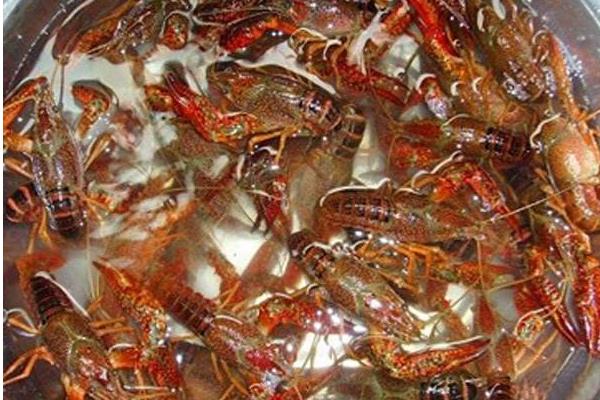 海水養(yǎng)蝦技術(shù)