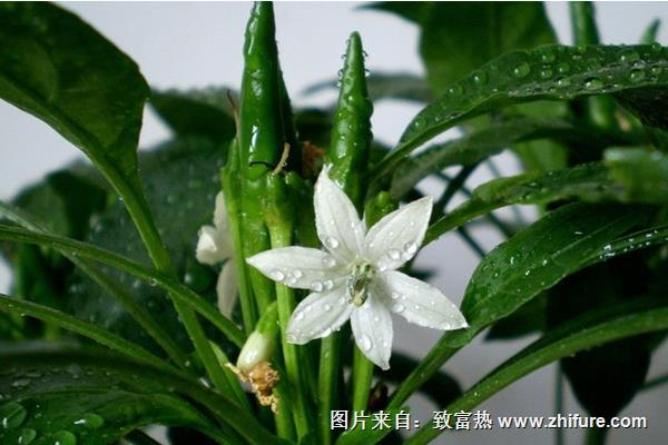 朝天椒科學栽培技術