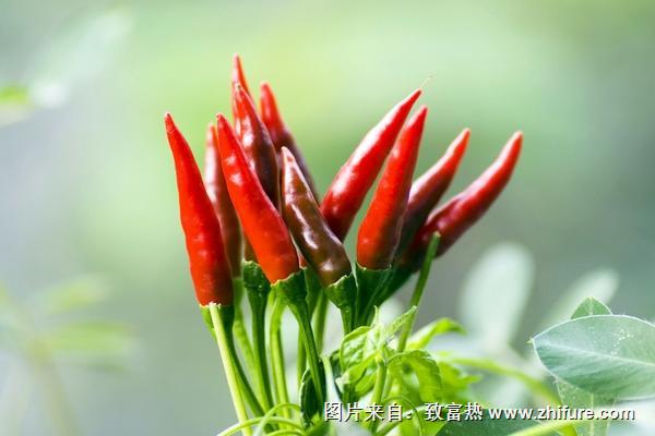 朝天椒圖片大全