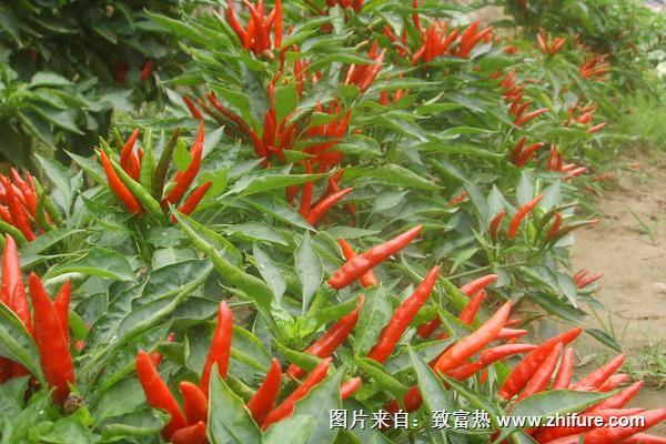 朝天椒種植技術(shù)