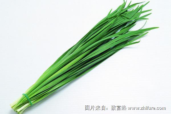 韭菜品種有哪些