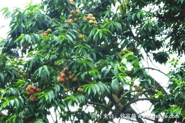 桃樹(shù)專用肥有哪些