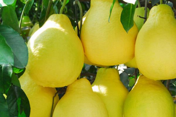 柚子的營(yíng)養(yǎng)價(jià)值及功效 柚子及柚子皮的藥用價(jià)值